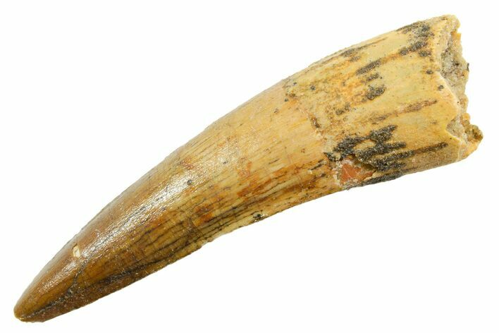 Fossil Spinosaurus Tooth - Real Dinosaur Tooth #362912
